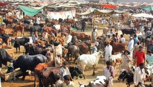 Eid al-Adha قریب، مویشی منڈیوں میں خریداروں کا رش بڑھ گیا