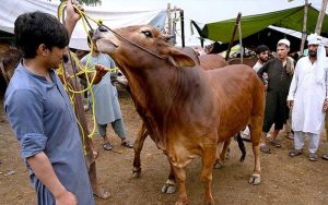 کراچی میں عیدالاضحیٰ پر قصائیوں کے نرخ جاری، چھریوں اور دھار کی قیمتیں بھی بڑھ گئیں