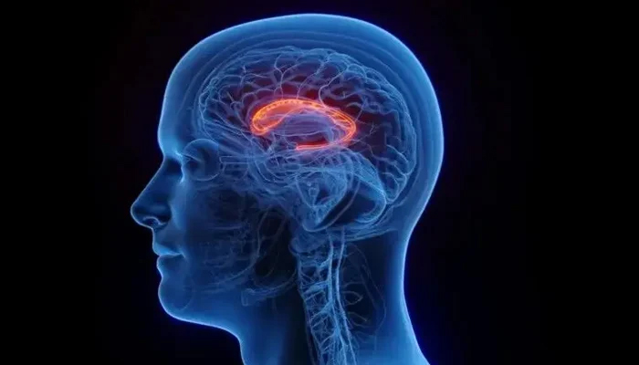 سرجری کے بغیر دماغی نیورونز کو متحرک کرنے میں اہم پیش رفت