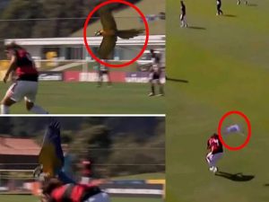 برازیل میں فٹبال میچ کے دوران طوطے کی انٹری، مقابلہ دو بار روکنا پڑ گیا